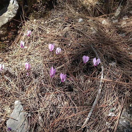 Mandarin & Mango Boutique מלון 3*